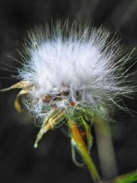 Close-up of dandelion on plant