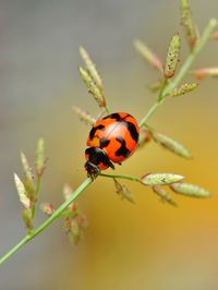 Close-up of ladybug on plant