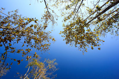 Low angle view of trees against sky