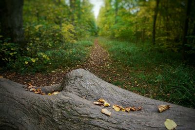 Trees in forest