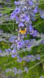 Close-up of purple flowers blooming outdoors