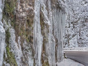 Panoramic shot of icicles on tree trunk during winter