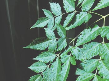 High angle view of leaves on plant