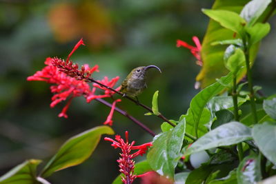 Close-up of bird perching on red flower