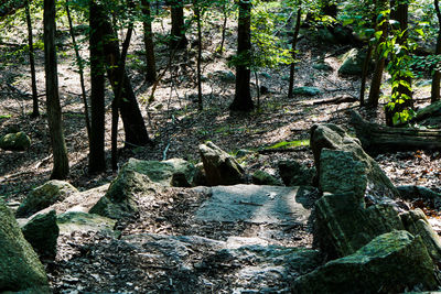 Trees in forest