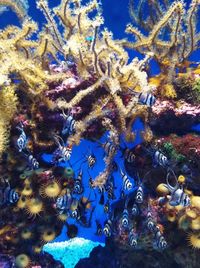 View of fish swimming underwater