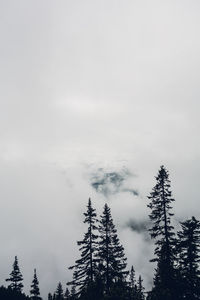 Low angle view of tree against sky