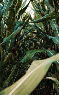 Close-up of plant growing on field