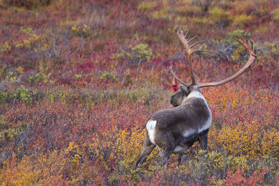 Reindeer walking on field