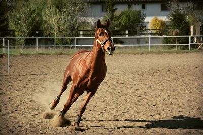 Horse running on field