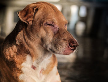 Close-up of a dog looking away