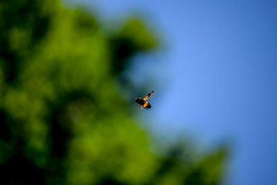 Close-up of blowfly flying against sky in blurred motion