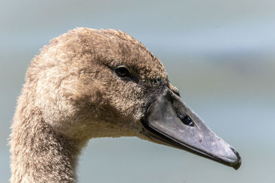 Close-up of young swan in lake