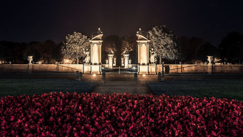 View of red flowering plants at night