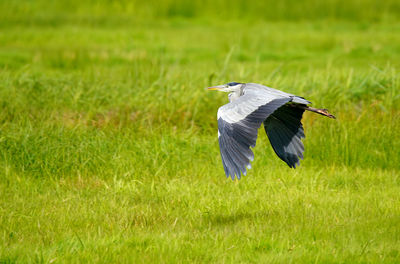 High angle view of a bird flying