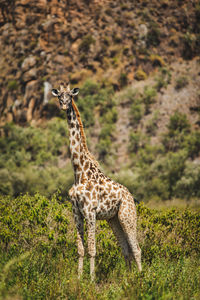 Giraffes on field