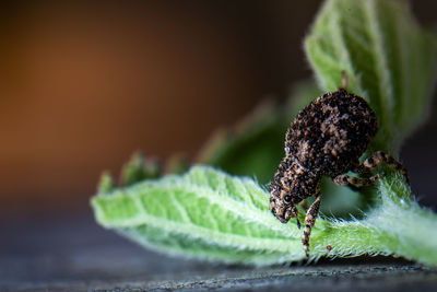 Close-up of insect on plant