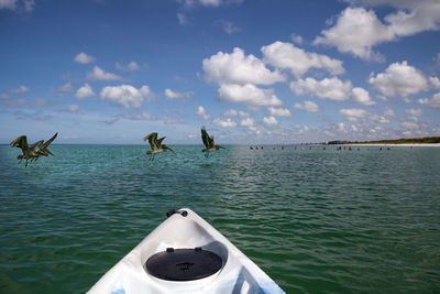 Pelicans pelecanus occidentalis in front of a kayak on the ocean of delnor wiggins state park