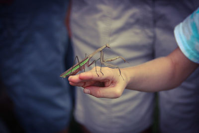 Close-up of insect