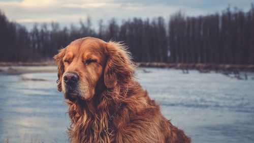 Close-up of golden retriever against lake