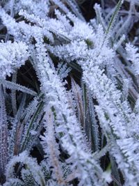 Close-up of snow covered tree