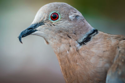 Close-up of bird