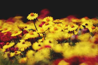 Close-up of yellow flowering plant on field