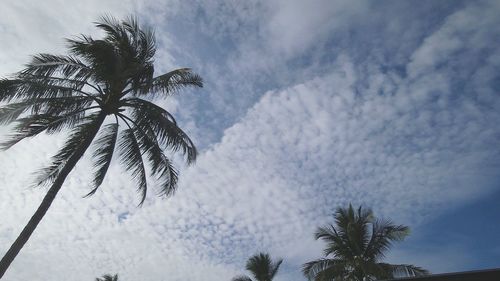 Low angle view of tree against sky