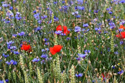 Close-up of flowering plants on field