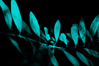 Close-up of plants against black background
