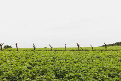 Sheep on field against sky