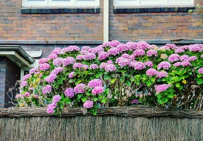 Close-up of pink flowers blooming outdoors