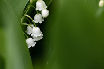 Close-up of wet white flowering plant