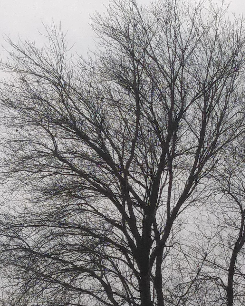 tree, bare tree, branch, plant, low angle view, sky, no people, tranquility, nature, beauty in nature, day, outdoors, backgrounds, scenics - nature, winter, full frame, silhouette, cold temperature, spooky