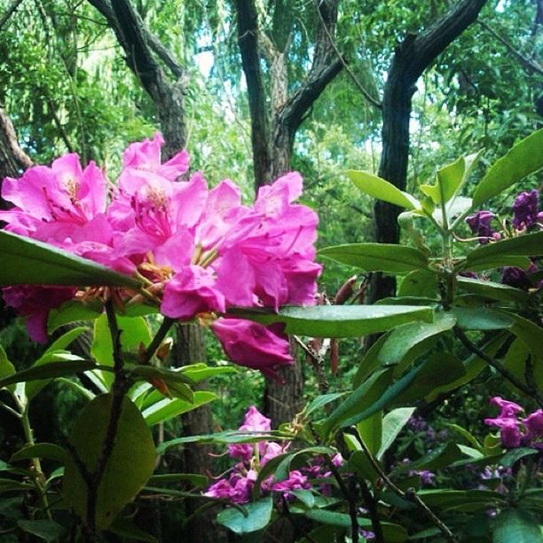 flower, freshness, growth, fragility, petal, pink color, beauty in nature, leaf, flower head, blooming, nature, plant, tree, blossom, green color, in bloom, park - man made space, close-up, pink, purple