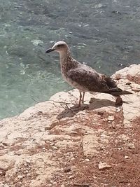 View of bird on riverbank