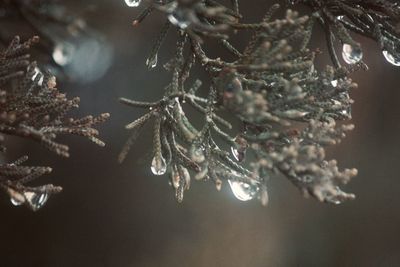Close-up of frozen tree