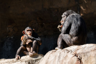 Monkey sitting on rock