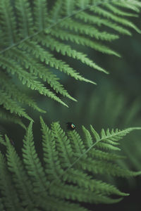 Close-up of plant