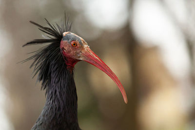 Close-up of a ibis eremita