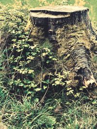 Close-up of tree trunks in field