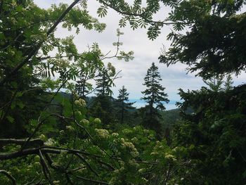 Low angle view of trees in forest against sky