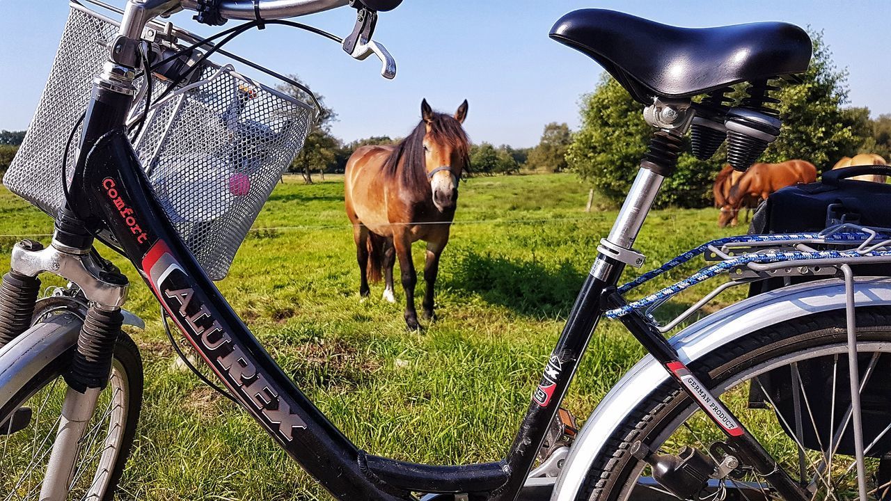 HORSE RIDING HORSES IN FIELD