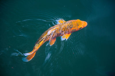 High angle view of koi carps swimming in water