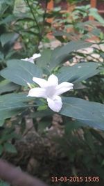 Close-up of white flower blooming outdoors
