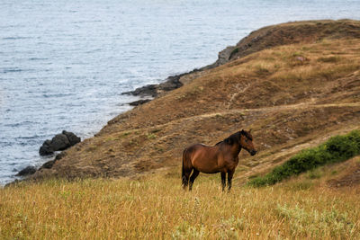 View of a horse on the beach