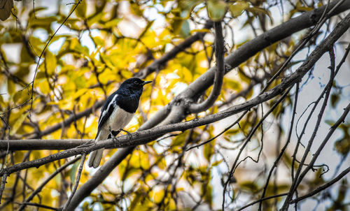 Low angle view of bird perching on tree