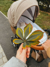 A woman's hand holds a chestnut leaf against the background of a brown baby stroller with a baby