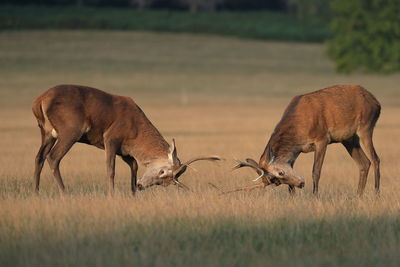 Deer grazing on field