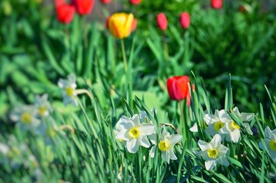 Close-up of flowering plants on field